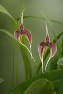 Image of Red horntail orchid