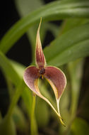 Image of Red horntail orchid