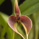 Слика од Bulbophyllum maxillare (Lindl.) Rchb. fil.