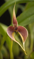 Image of Red horntail orchid