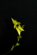 Image of <i>Bulbophyllum carunculatum</i> Garay, Hamer & Siegerist