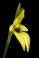 Image of <i>Bulbophyllum carunculatum</i> Garay, Hamer & Siegerist