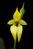 Image of <i>Bulbophyllum carunculatum</i> Garay, Hamer & Siegerist