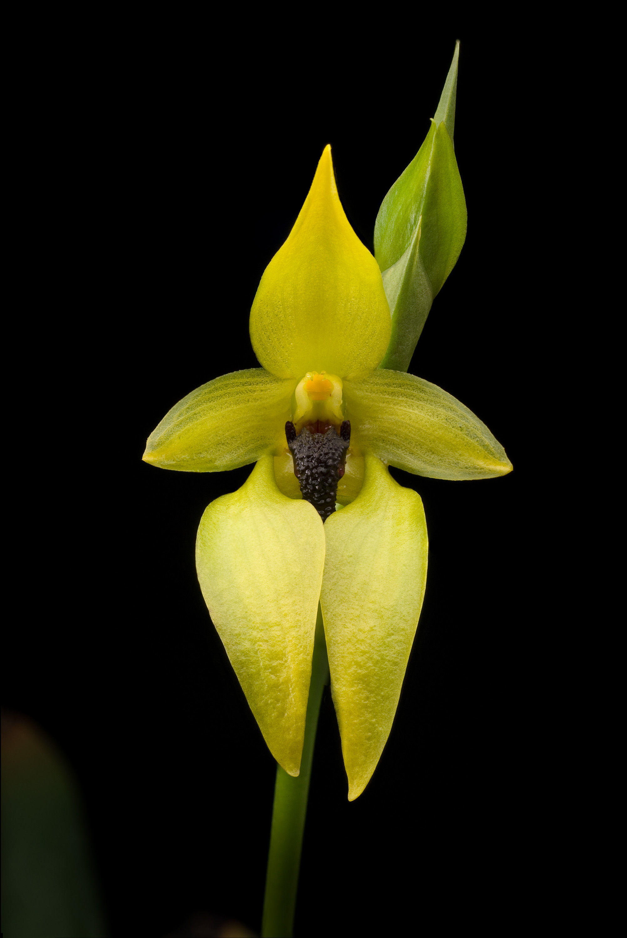 Image of <i>Bulbophyllum carunculatum</i> Garay, Hamer & Siegerist