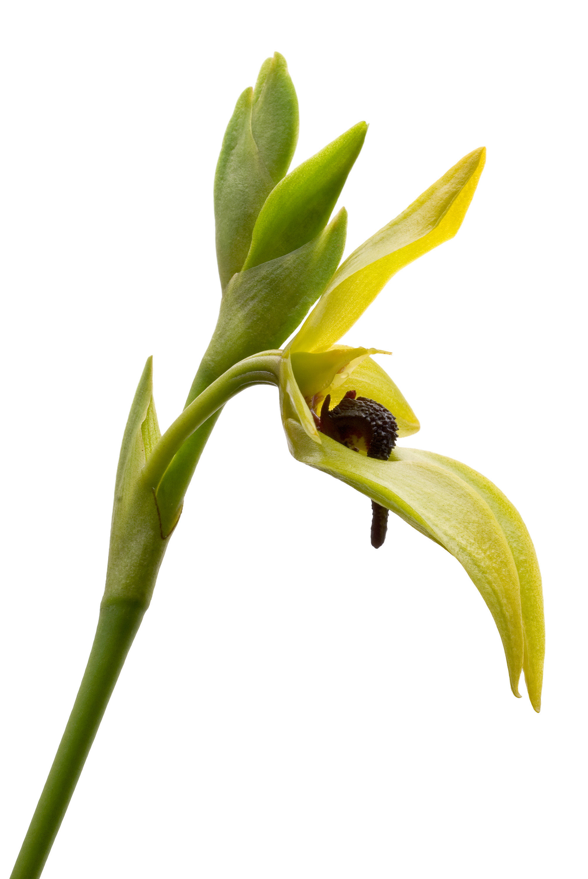 Image of <i>Bulbophyllum carunculatum</i> Garay, Hamer & Siegerist