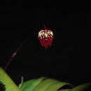 Image de Bulbophyllum corolliferum J. J. Sm.