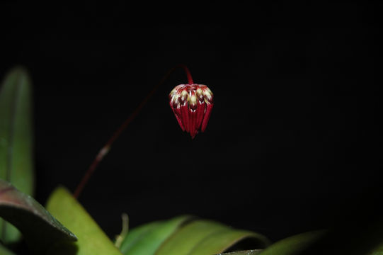 Image de Bulbophyllum corolliferum J. J. Sm.