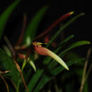 Image of Bulbophyllum dennisii J. J. Wood