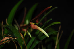 Image de Bulbophyllum dennisii J. J. Wood