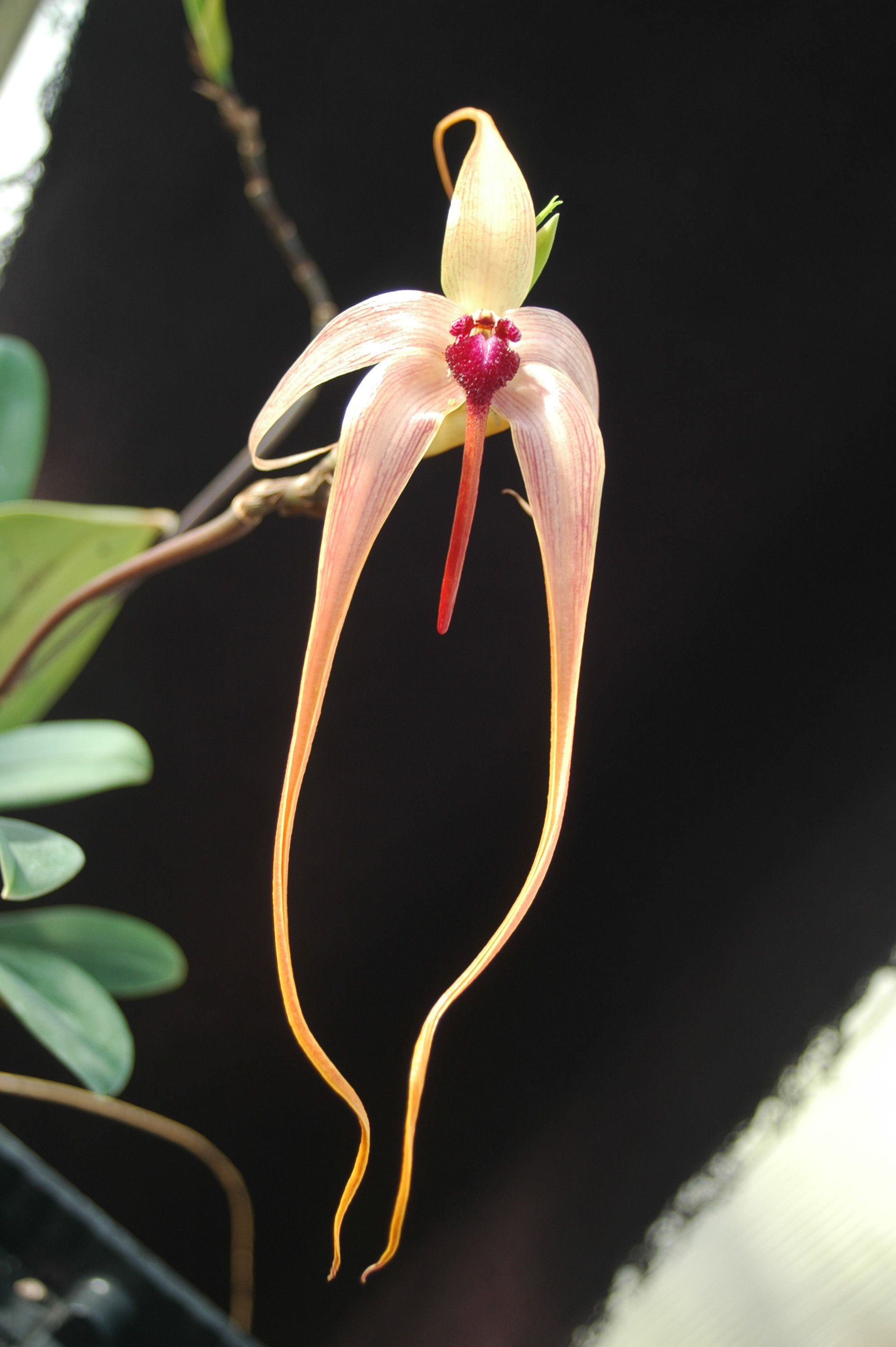 Bulbophyllum echinolabium J. J. Sm. resmi