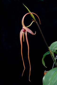 Bulbophyllum echinolabium J. J. Sm. resmi