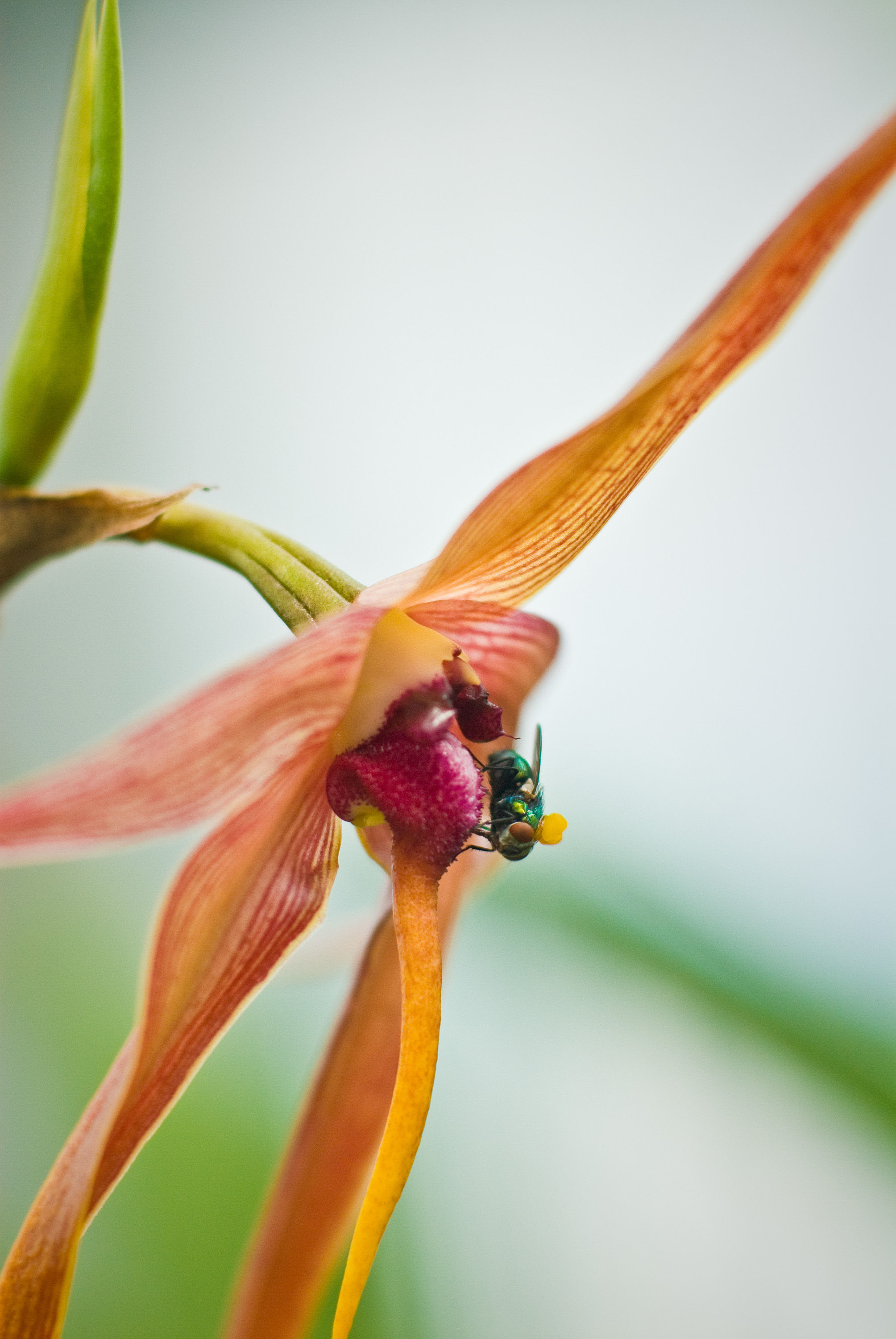 Bulbophyllum echinolabium J. J. Sm. resmi