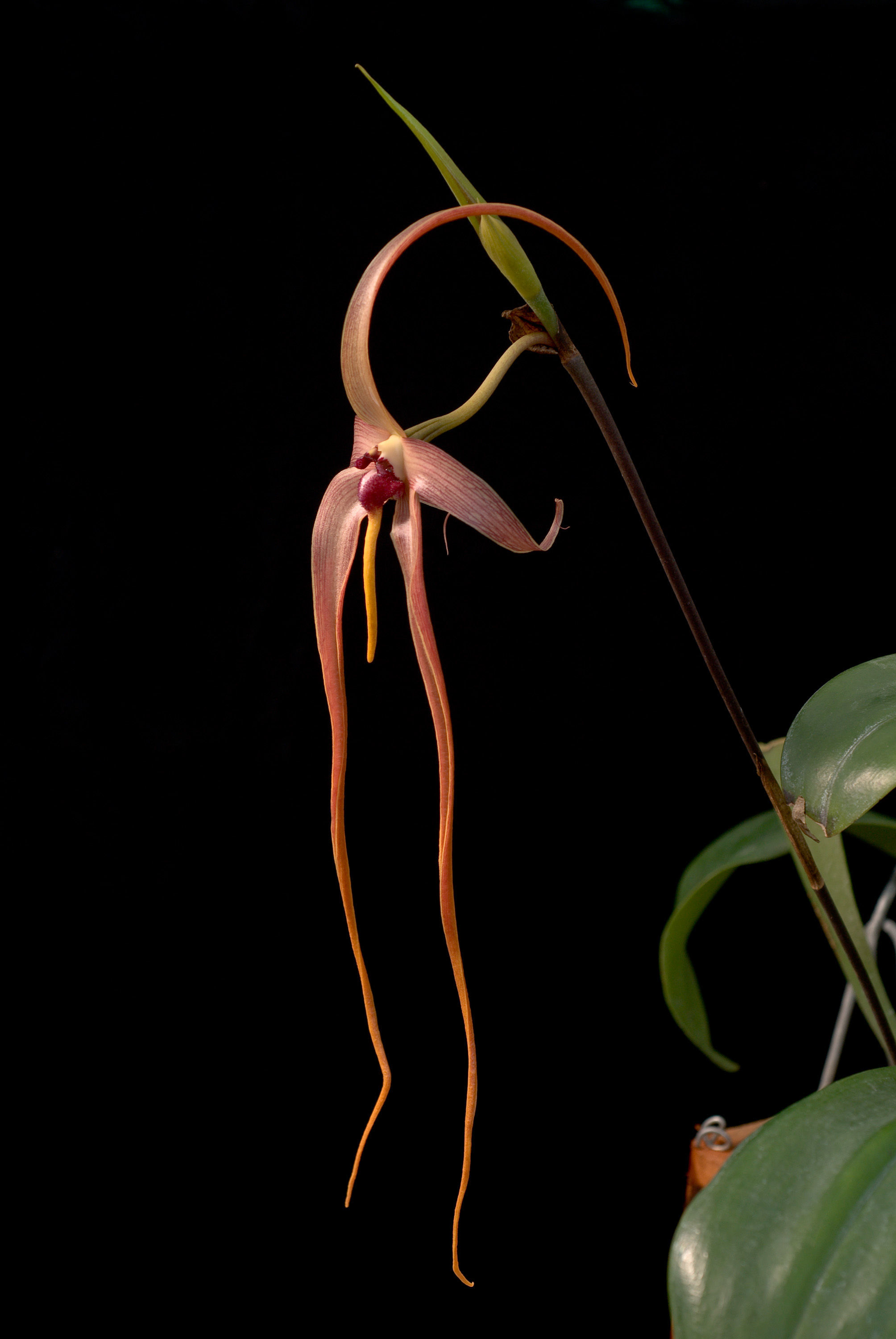 Image de Bulbophyllum echinolabium J. J. Sm.