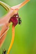 Image de Bulbophyllum echinolabium J. J. Sm.