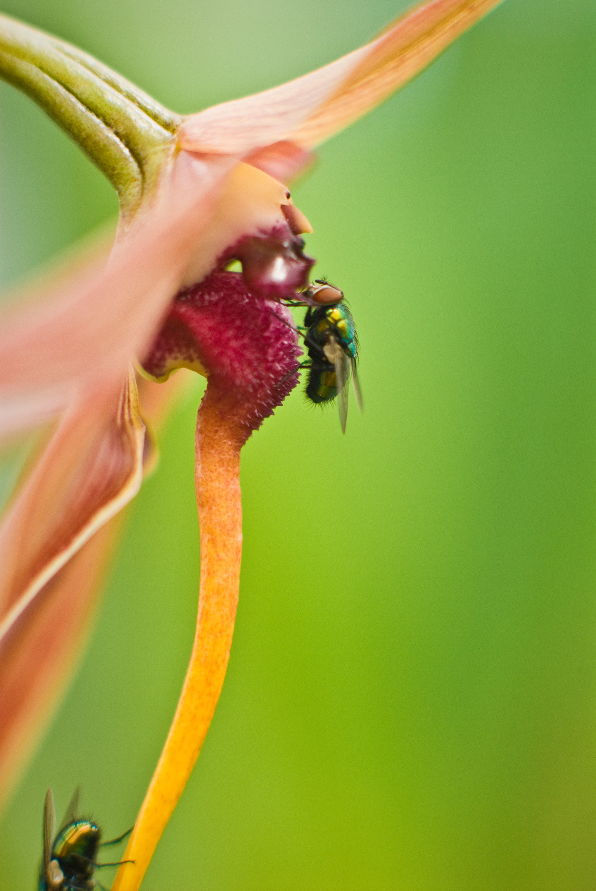 Image de Bulbophyllum echinolabium J. J. Sm.