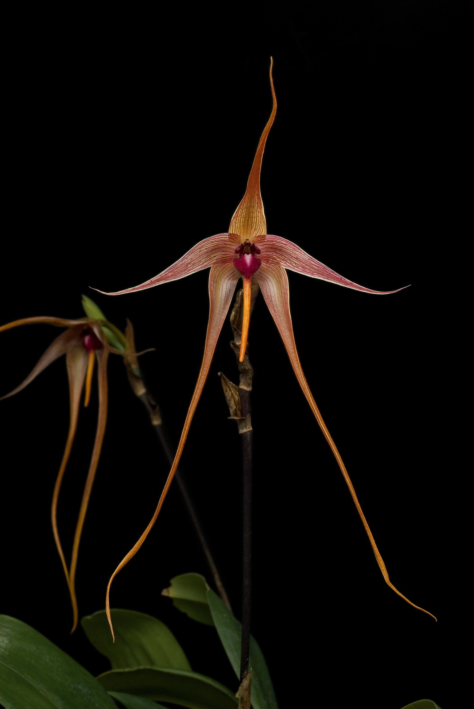 Image de Bulbophyllum echinolabium J. J. Sm.