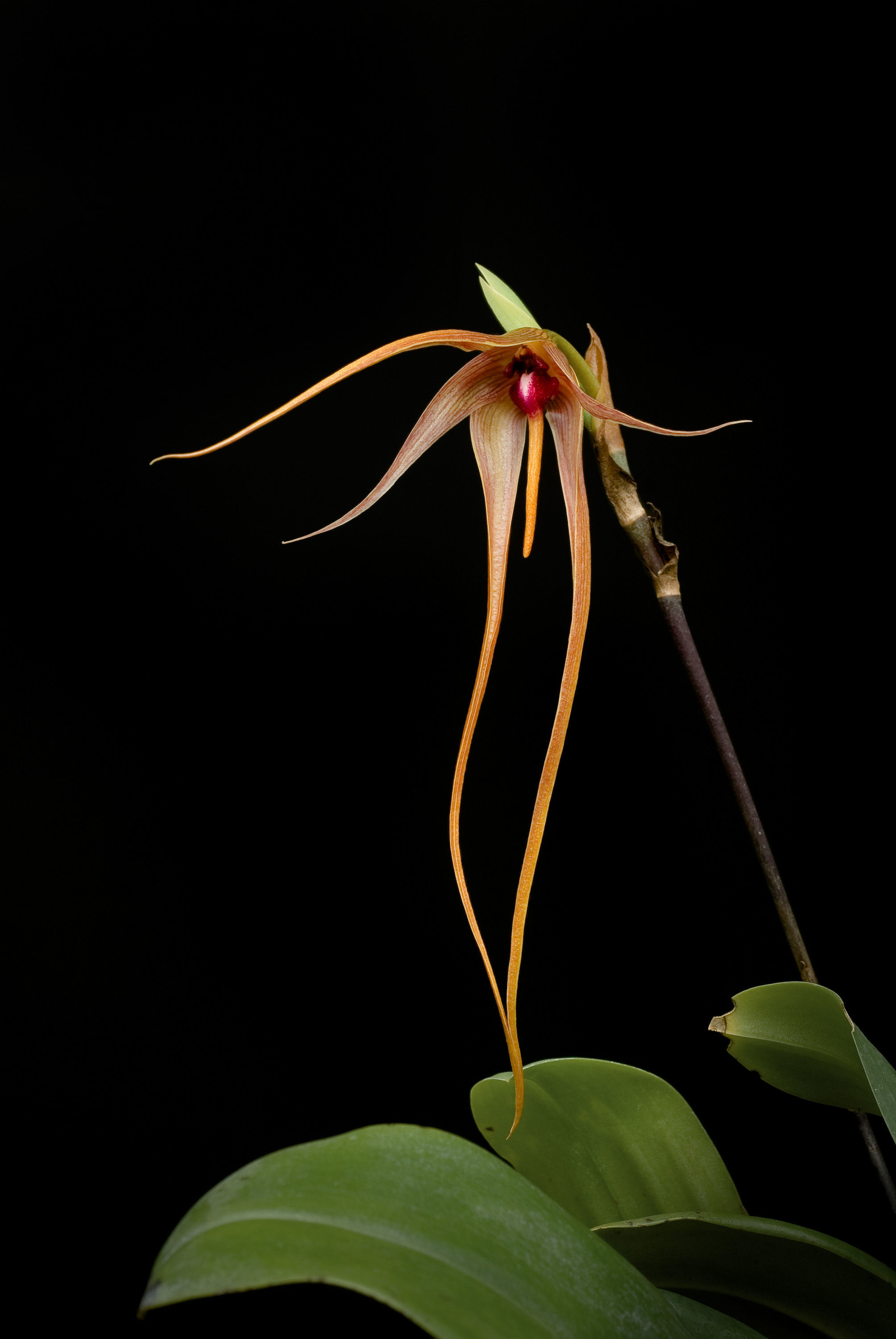 Image de Bulbophyllum echinolabium J. J. Sm.