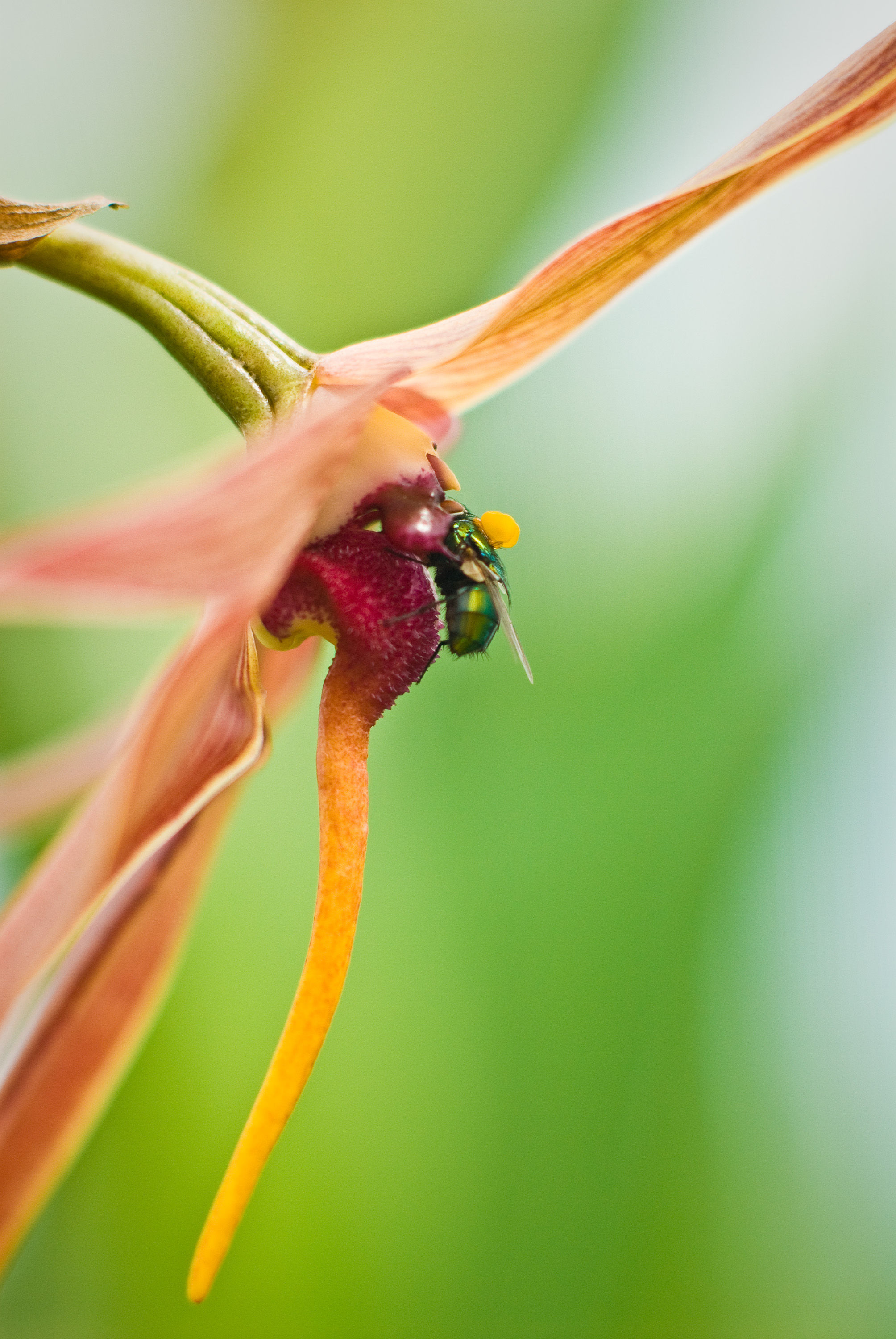 Image de Bulbophyllum echinolabium J. J. Sm.