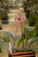 Image de Bulbophyllum echinolabium J. J. Sm.