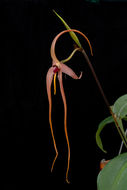 Image de Bulbophyllum echinolabium J. J. Sm.