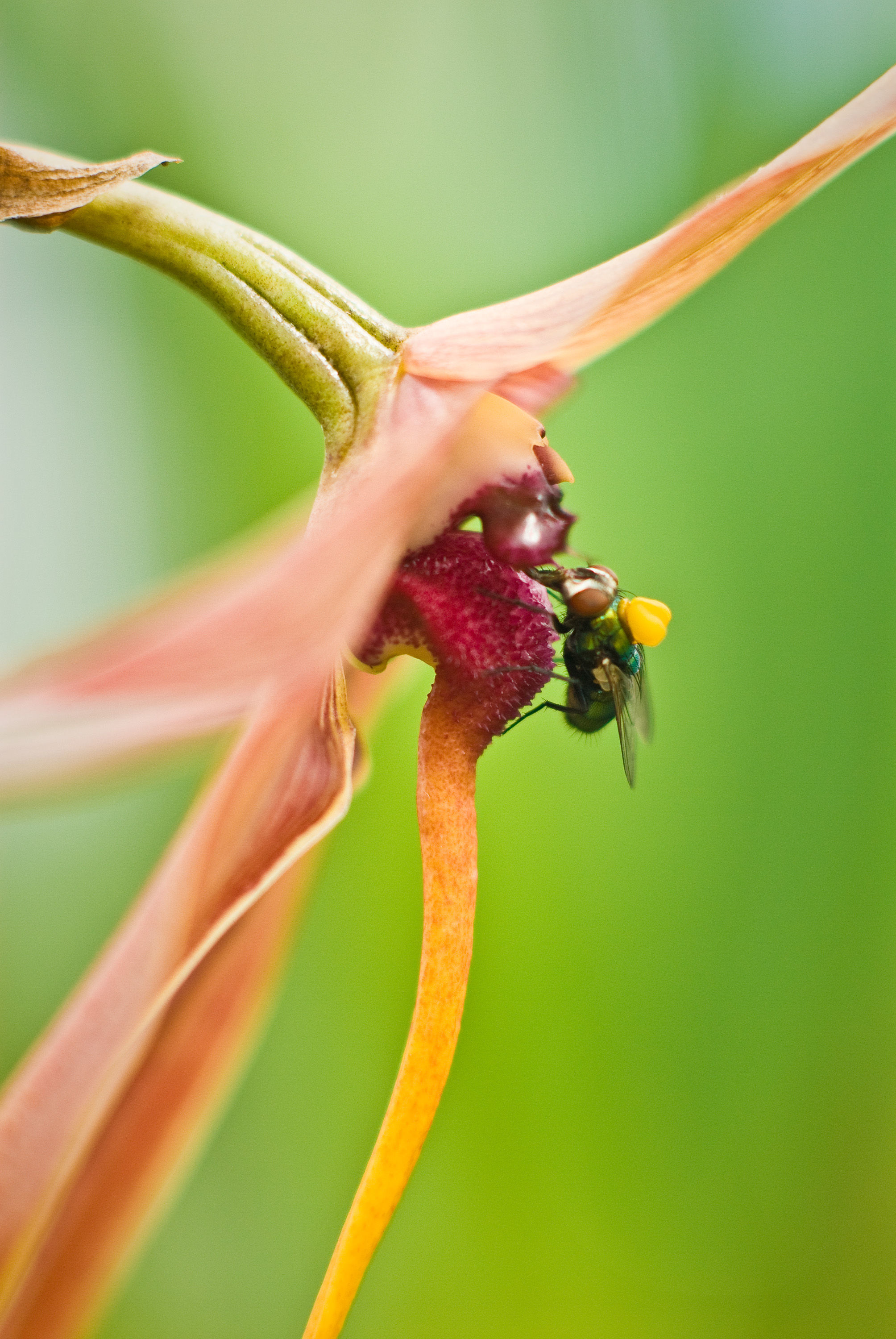 Image de Bulbophyllum echinolabium J. J. Sm.