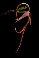 Image de Bulbophyllum echinolabium J. J. Sm.