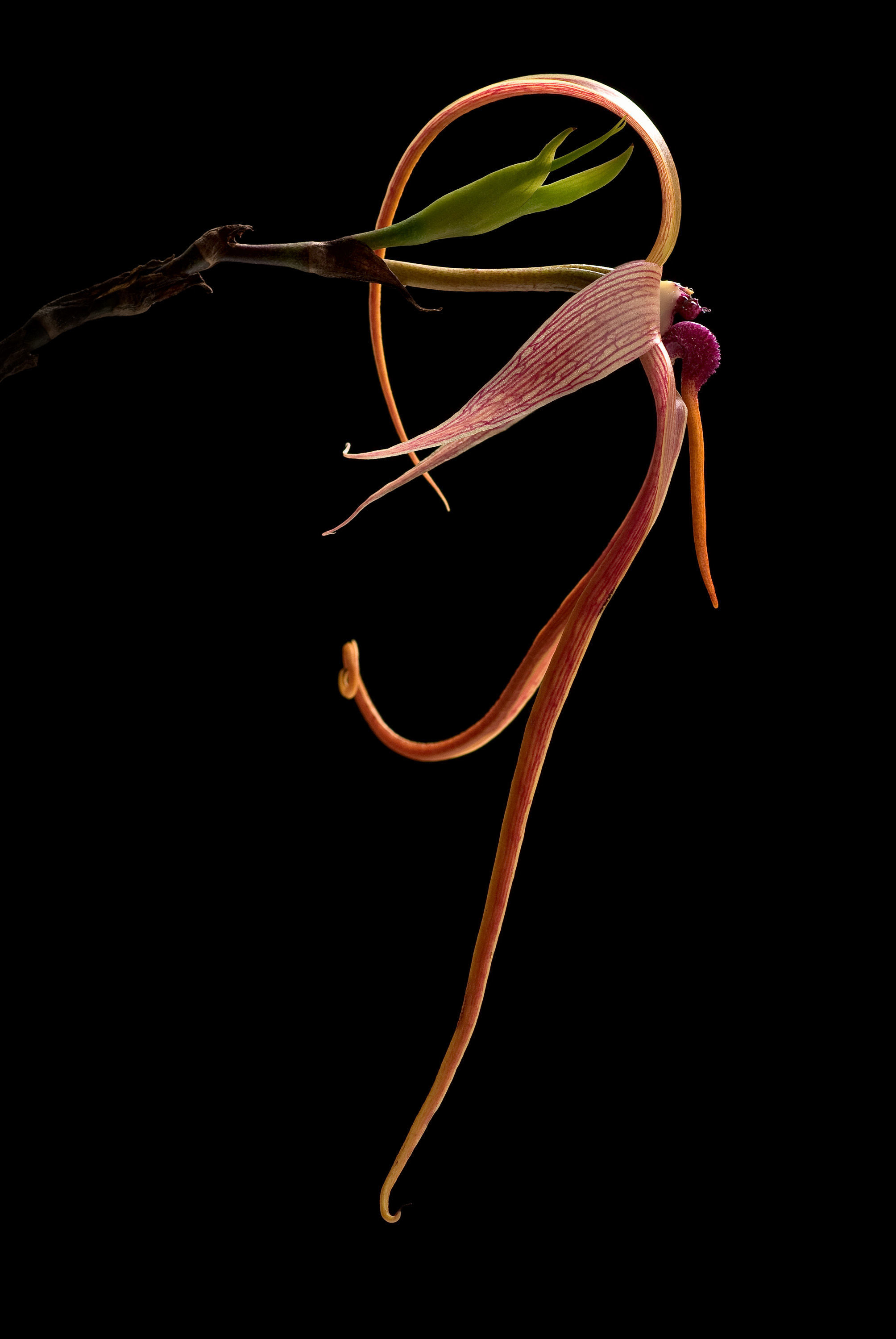 Image de Bulbophyllum echinolabium J. J. Sm.