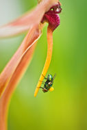 Image de Bulbophyllum echinolabium J. J. Sm.