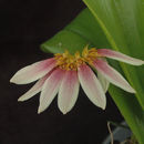 Image of Bulbophyllum flabellum-veneris (J. Koenig) Aver.