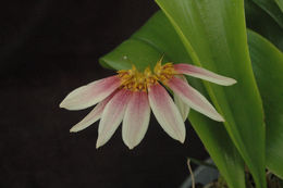 Слика од Bulbophyllum flabellum-veneris (J. Koenig) Aver.