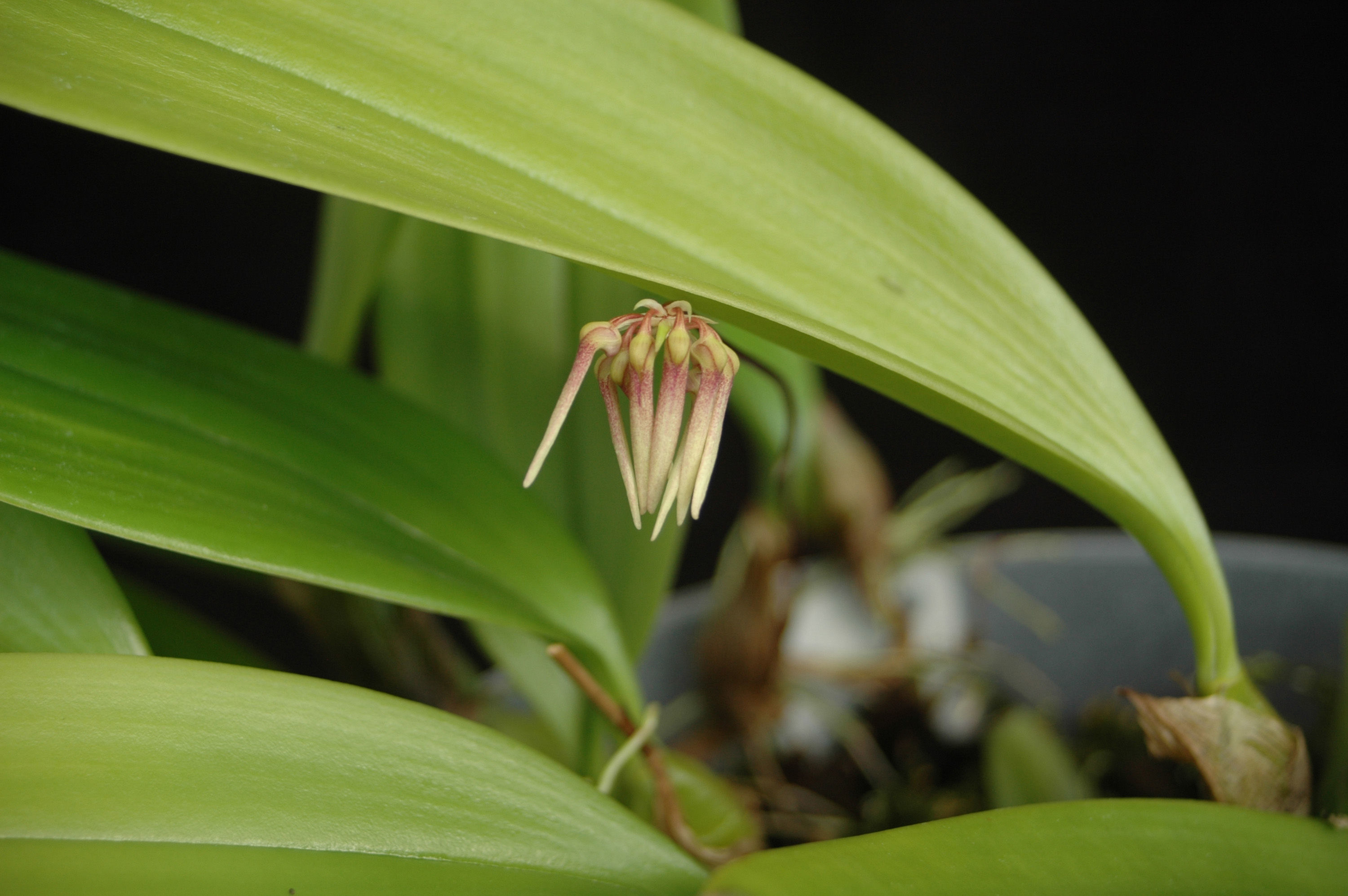 Слика од Bulbophyllum flabellum-veneris (J. Koenig) Aver.