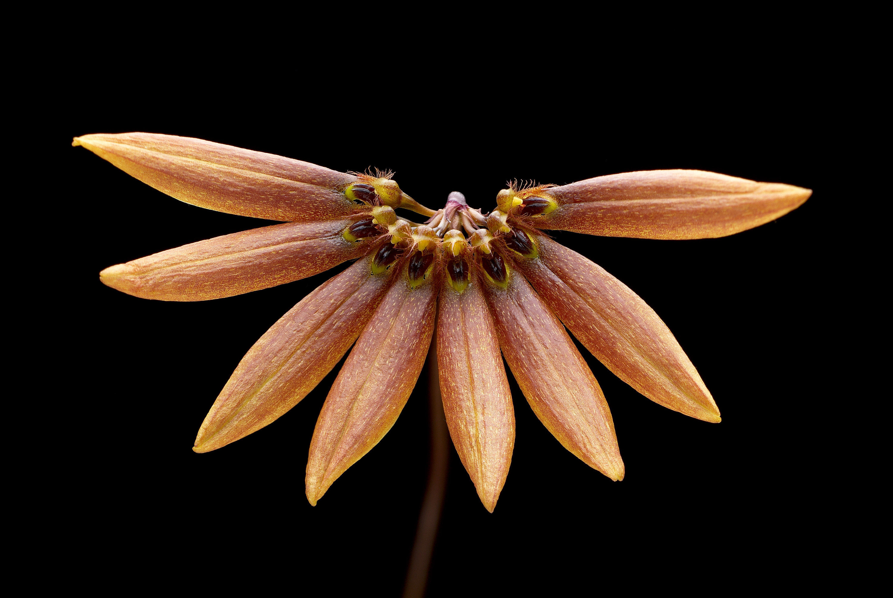 Слика од Bulbophyllum flabellum-veneris (J. Koenig) Aver.