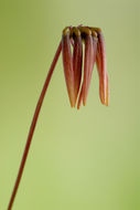 Bulbophyllum flabellum-veneris (J. Koenig) Aver.的圖片