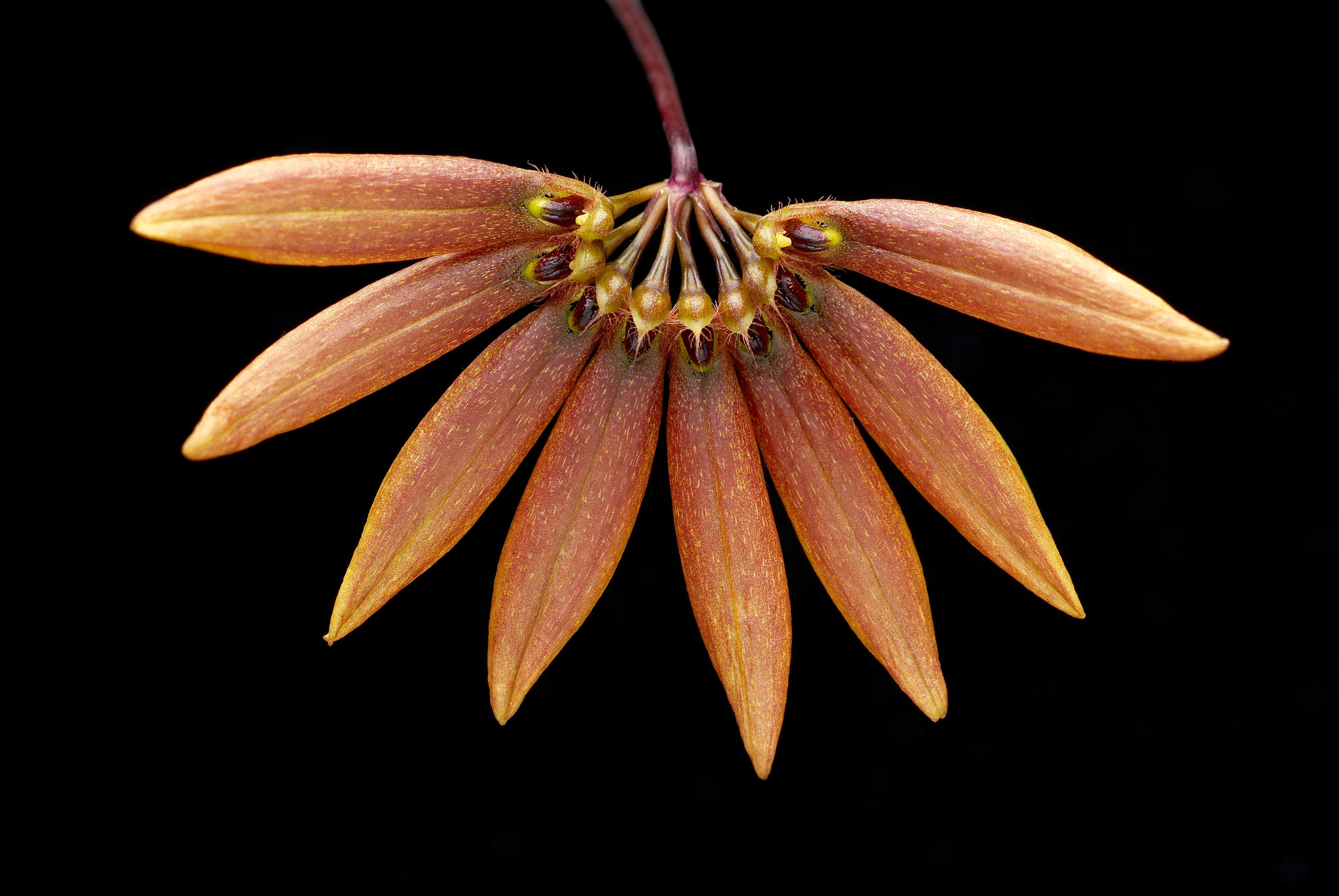 Слика од Bulbophyllum flabellum-veneris (J. Koenig) Aver.