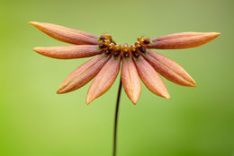 Bulbophyllum flabellum-veneris (J. Koenig) Aver.的圖片