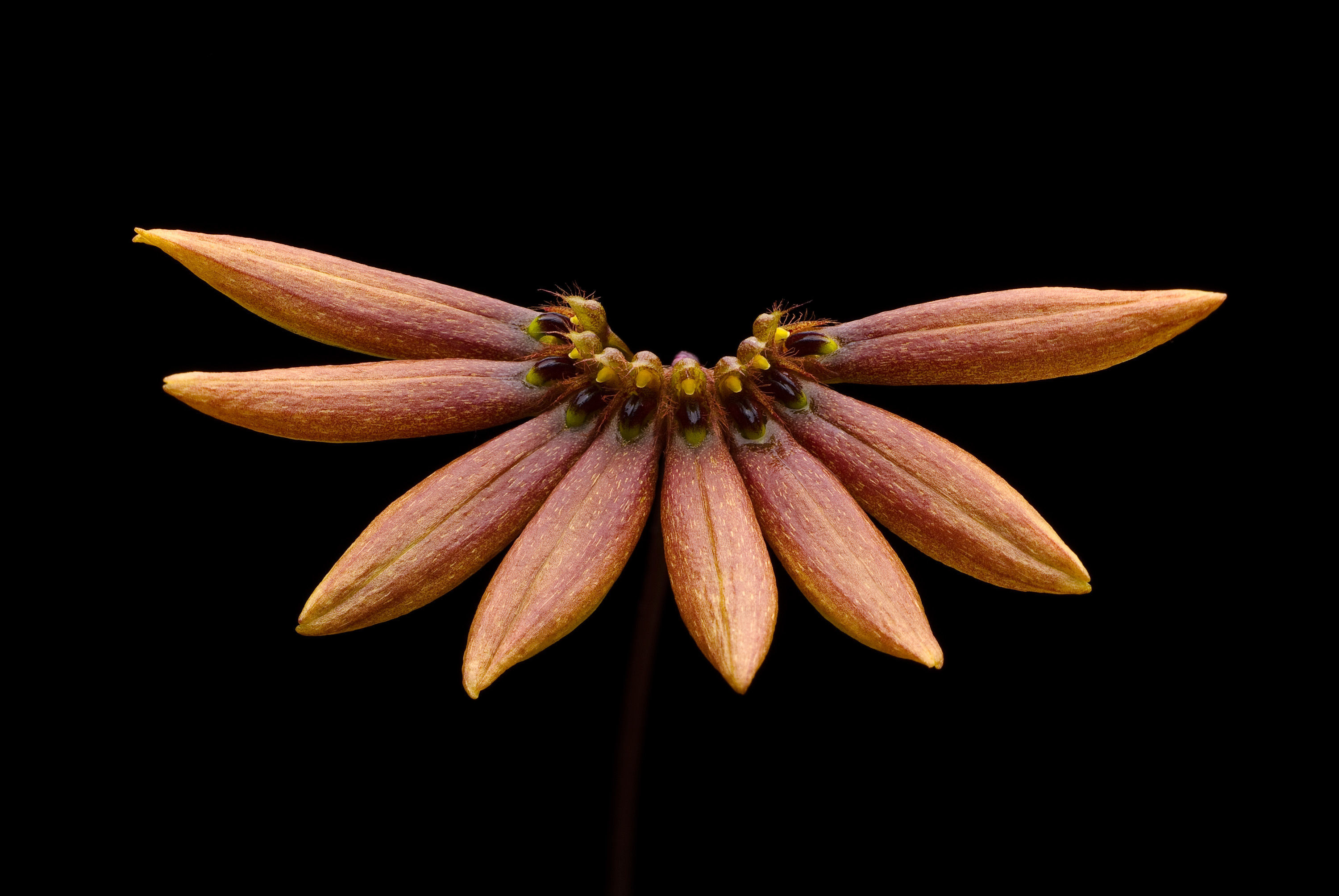 Bulbophyllum flabellum-veneris (J. Koenig) Aver.的圖片