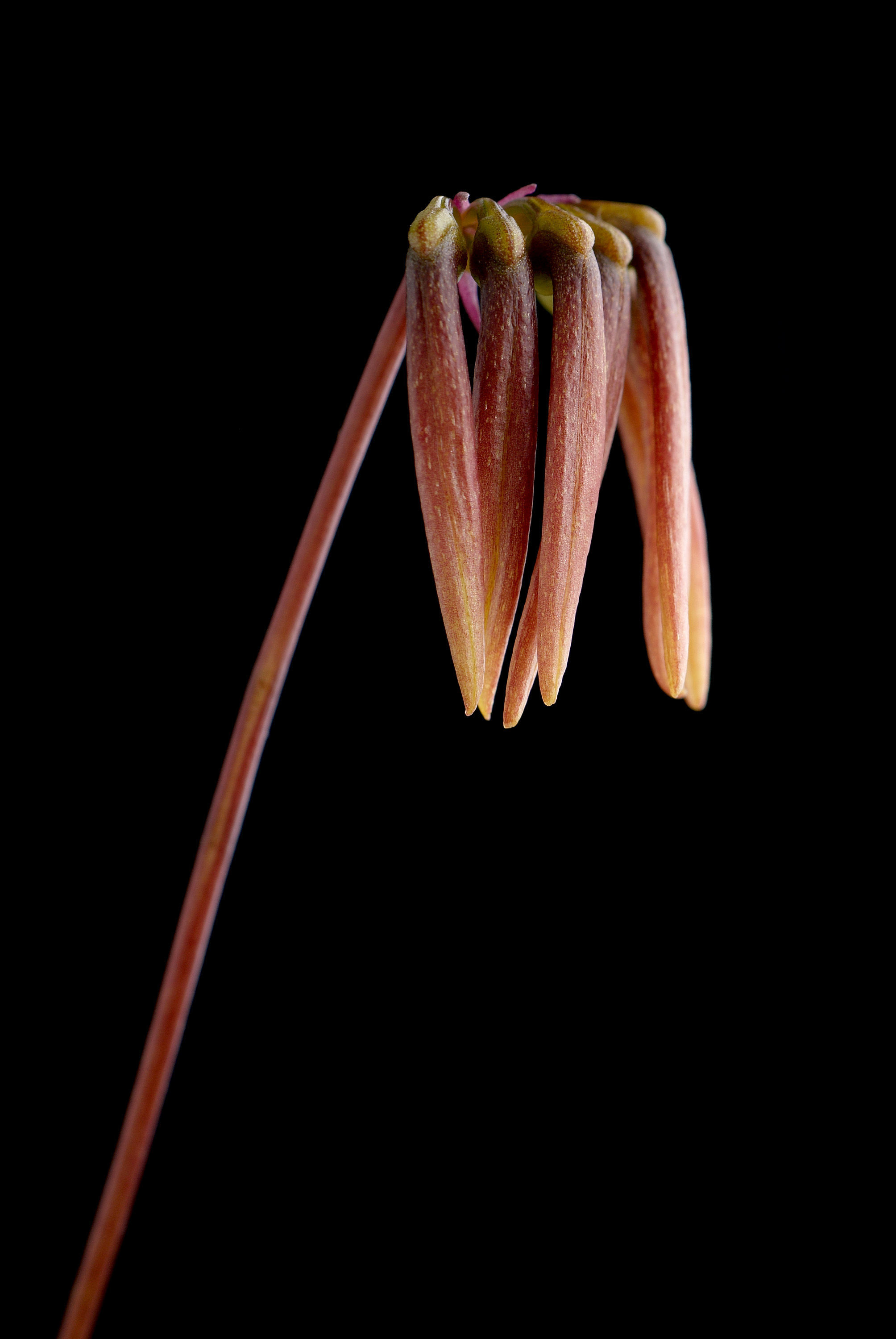 Bulbophyllum flabellum-veneris (J. Koenig) Aver.的圖片