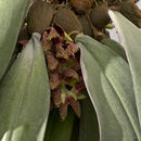 Imagem de Bulbophyllum fletcherianum