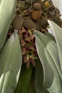 Bulbophyllum fletcherianum resmi