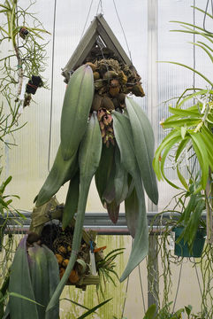 Bulbophyllum fletcherianum resmi