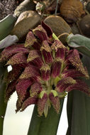 Bulbophyllum fletcherianum resmi