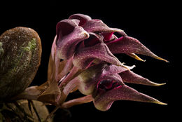 Bulbophyllum fletcherianum resmi