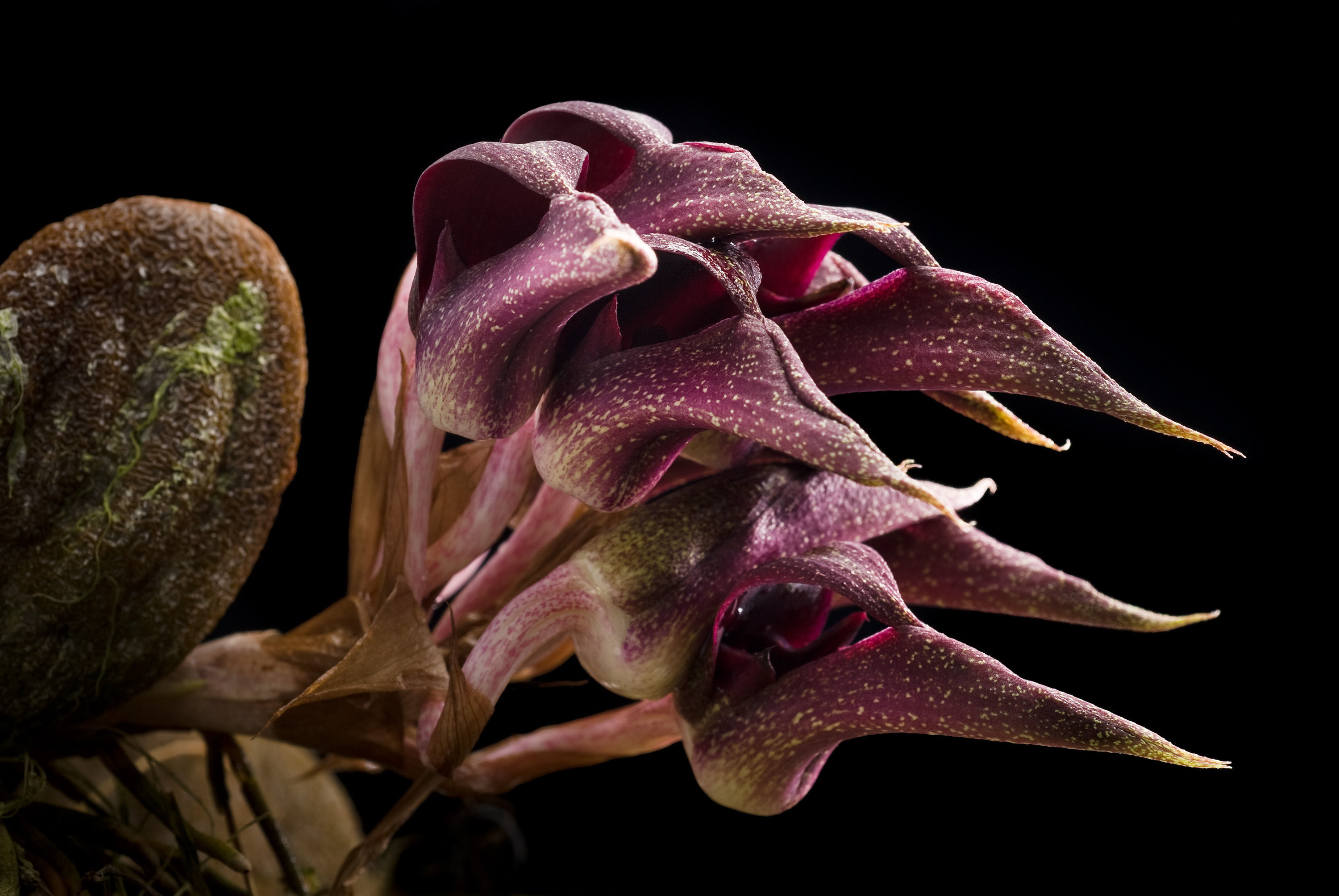 Bulbophyllum fletcherianum resmi