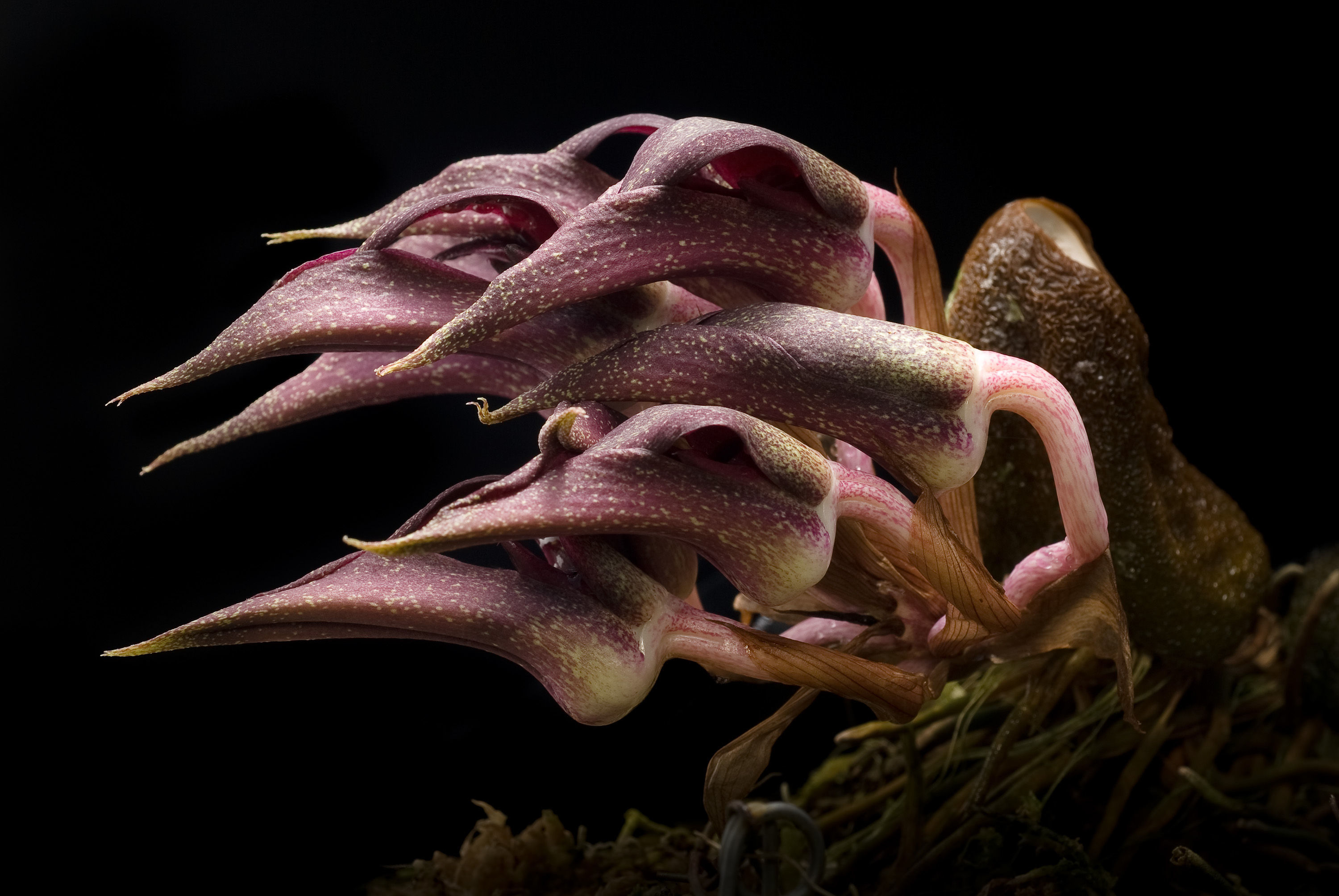 Bulbophyllum fletcherianum resmi