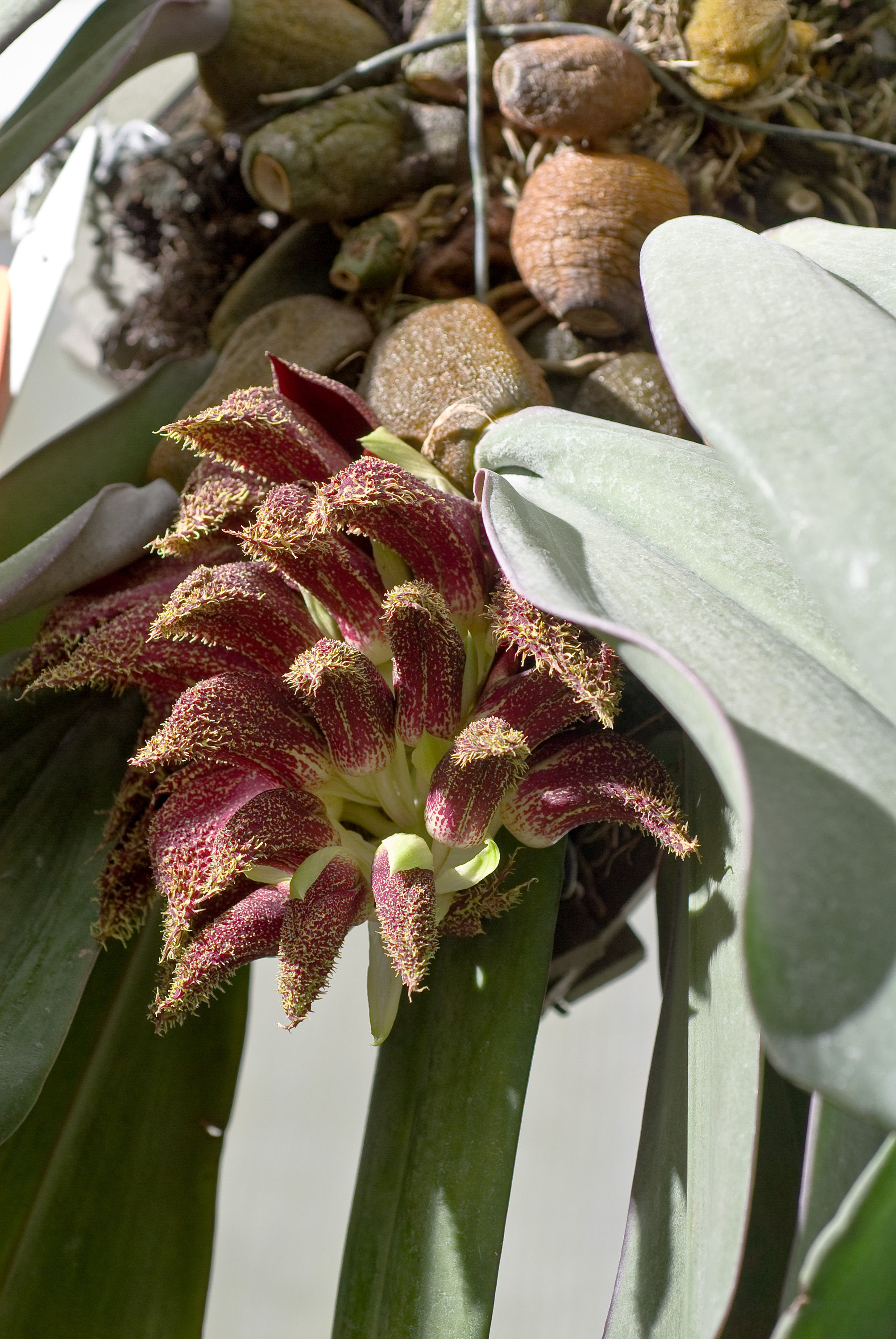 Bulbophyllum fletcherianum resmi