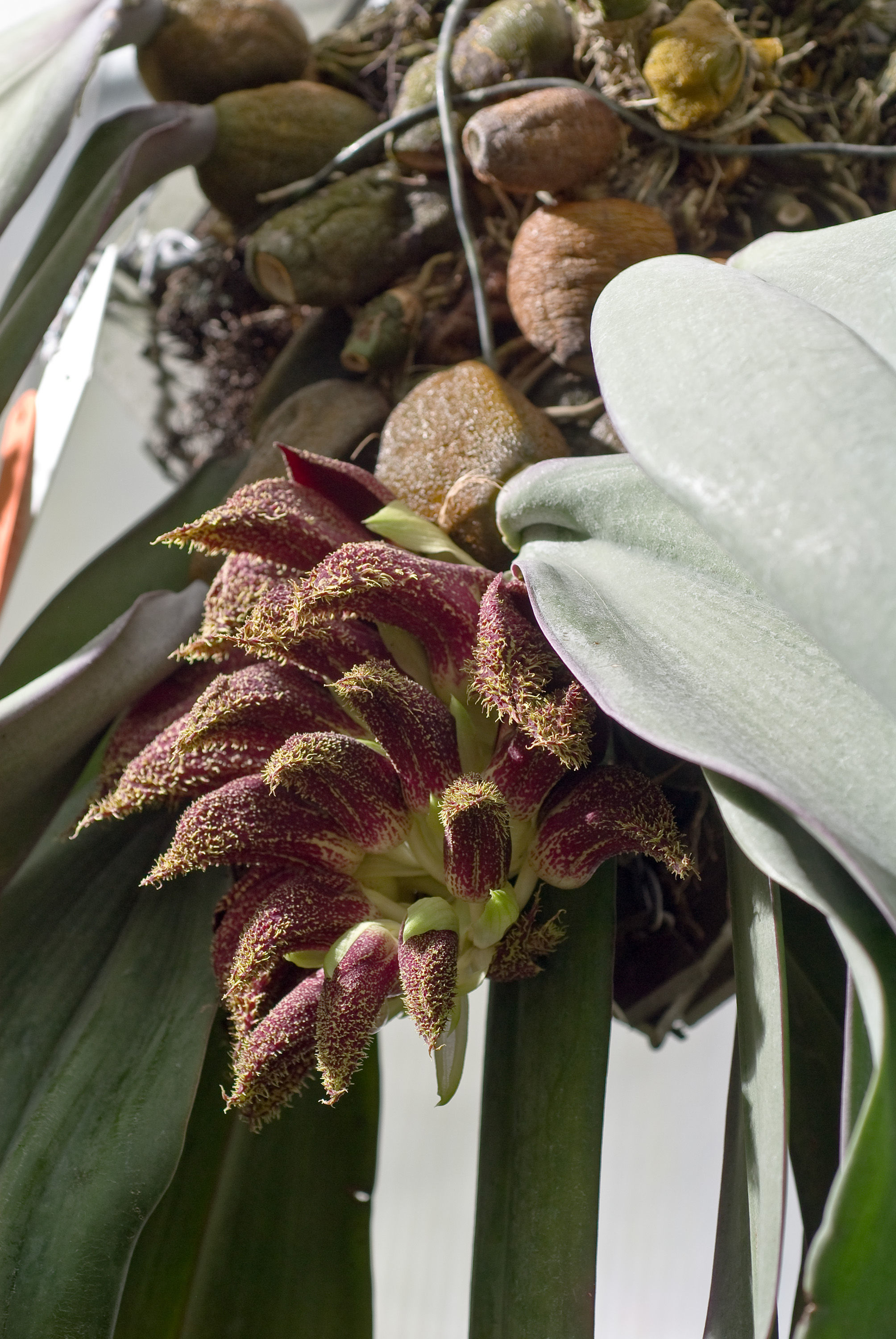 Bulbophyllum fletcherianum resmi