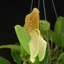 Image of Bulbophyllum grandiflorum Blume