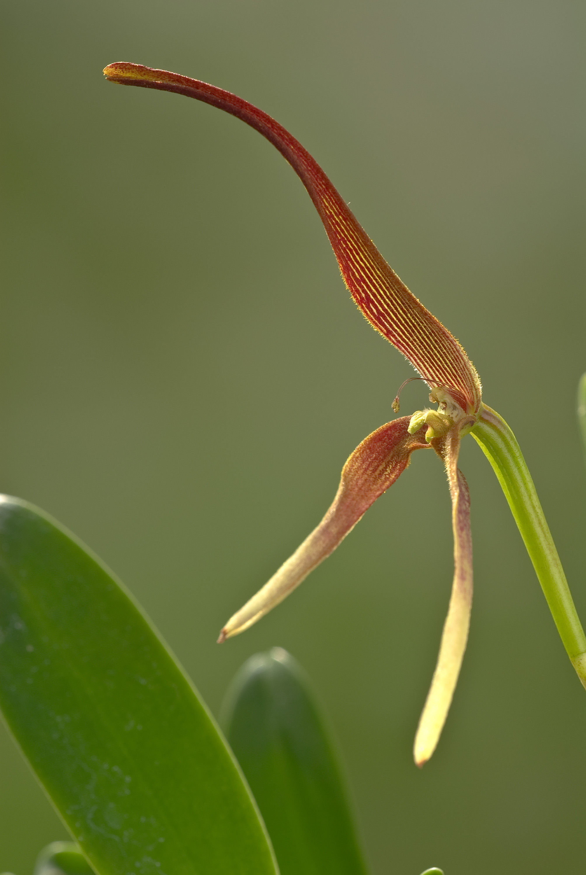 Image of Bulbophyllum kermesinum Ridl.