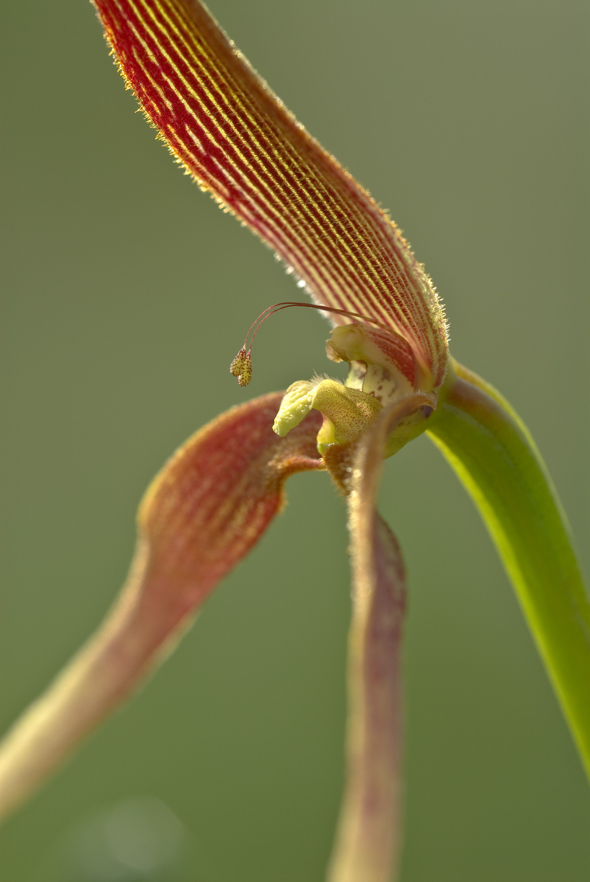 Image of Bulbophyllum kermesinum Ridl.