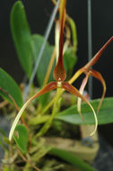 Image of Bulbophyllum kermesinum Ridl.